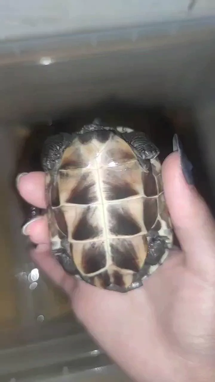 晚上从图书馆回来每日一打量草龟老师。胖的都缩不回去了还给我腐甲……娇气的胖子……幸好腐皮现在基本好了，指甲也要长回来了。拍完视频还尿我手上，他妈的，小王八尾巴活该被咬断。 https://t.co/yJ04sE1Xw9