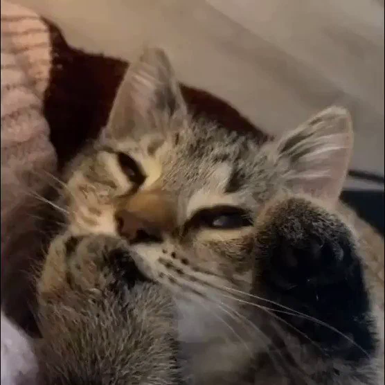 チュパチュパが止まらない猫見て
 https://t.co/WIxYrBlUXO