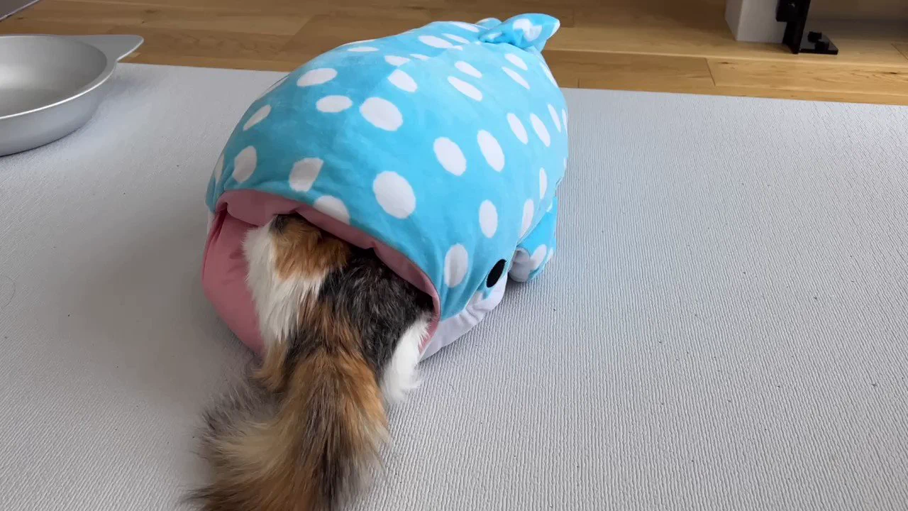 猫がサメに吸い込まれる映像を入手しました
 https://t.co/YEvuvN92n7