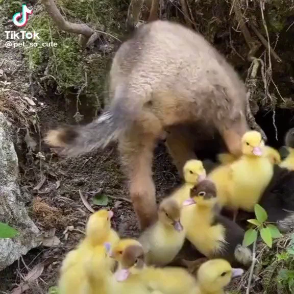 疲れている時に見て欲しい動画

 https://t.co/iHyrtBzU1Y