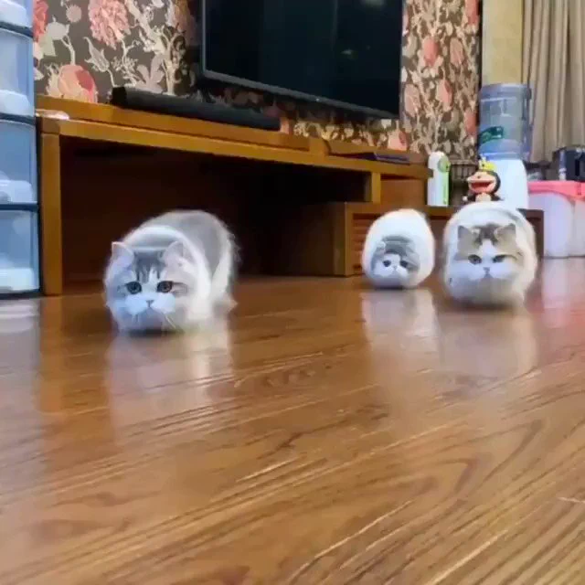 迫り来る３匹の猫https://t.co/S43nLLo5DJ