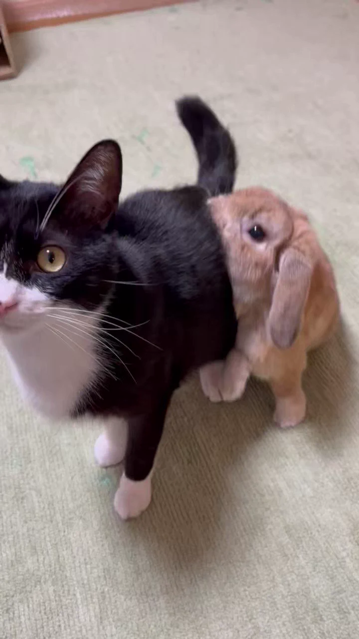 とにかく家の猫に甘えたいウサギ見て
 https://t.co/bdH6LmAobh