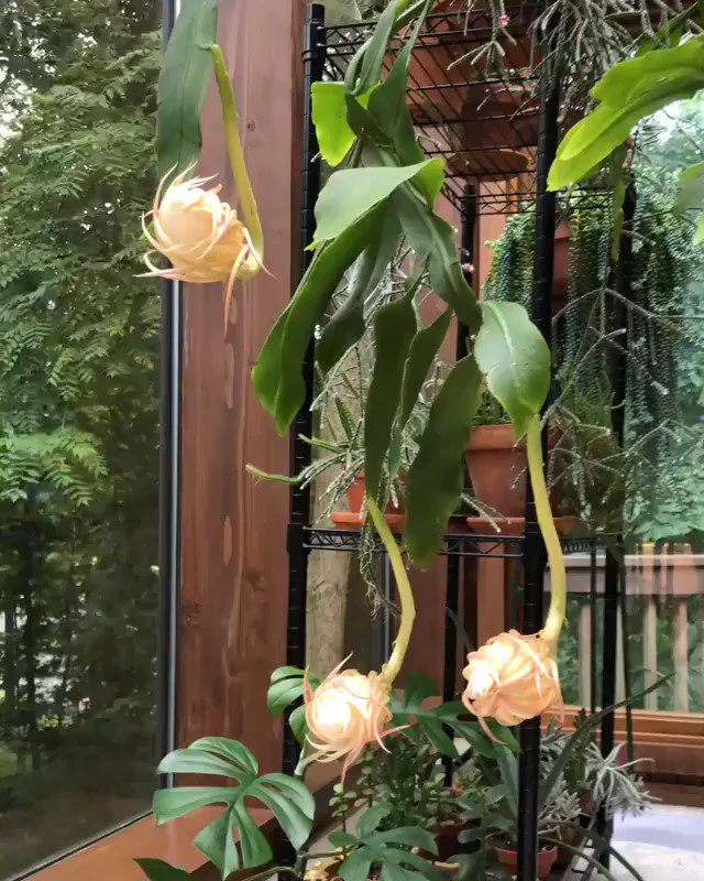 年に数回、夜中に花を開き夜明けには花を閉じてしまう月下美人が開花した貴重な瞬間

https://t.co/haB60DoF00