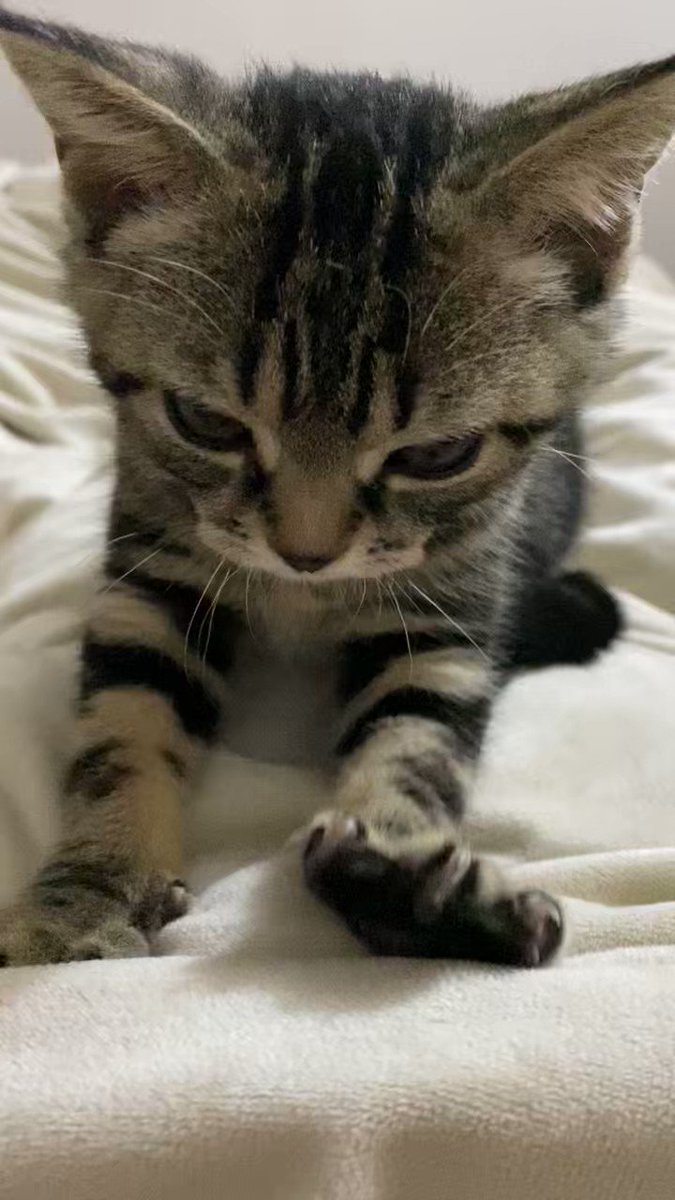 ( *｀ω´) https://t.co/6w0QKM8vFX