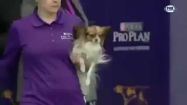 【凄すぎる】ドッグアジリティ大会(犬の敏捷性を競う大会）で最速を記録したワンちゃんがこちら
 https://t.co/Ir8eqw7S6p