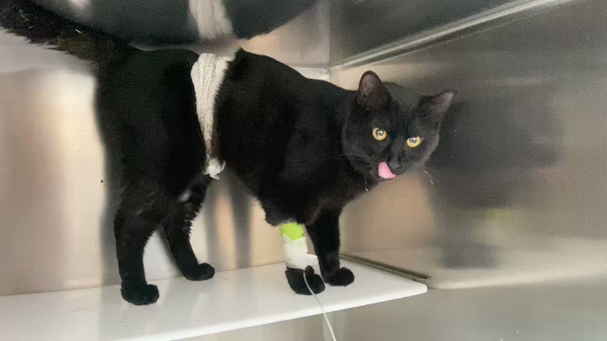 @CaesarWong8 芝麻在住院 https://t.co/iXSHoRJj0U