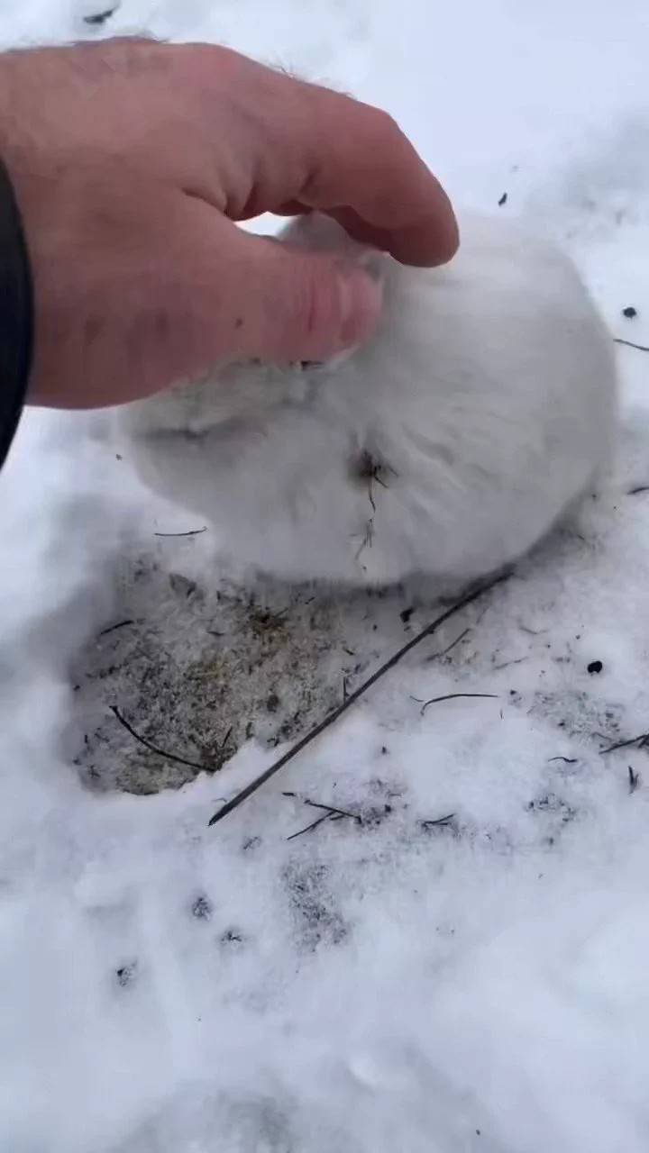 白い野うさぎがかわいい https://t.co/U6iPohDP1h