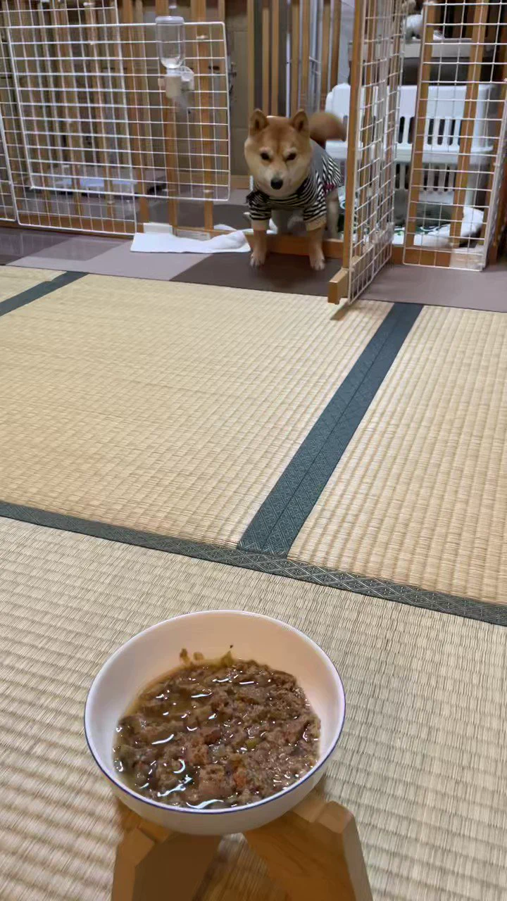 全然「待て」 ができない豆柴見て
 https://t.co/cT2Y0P4Z45