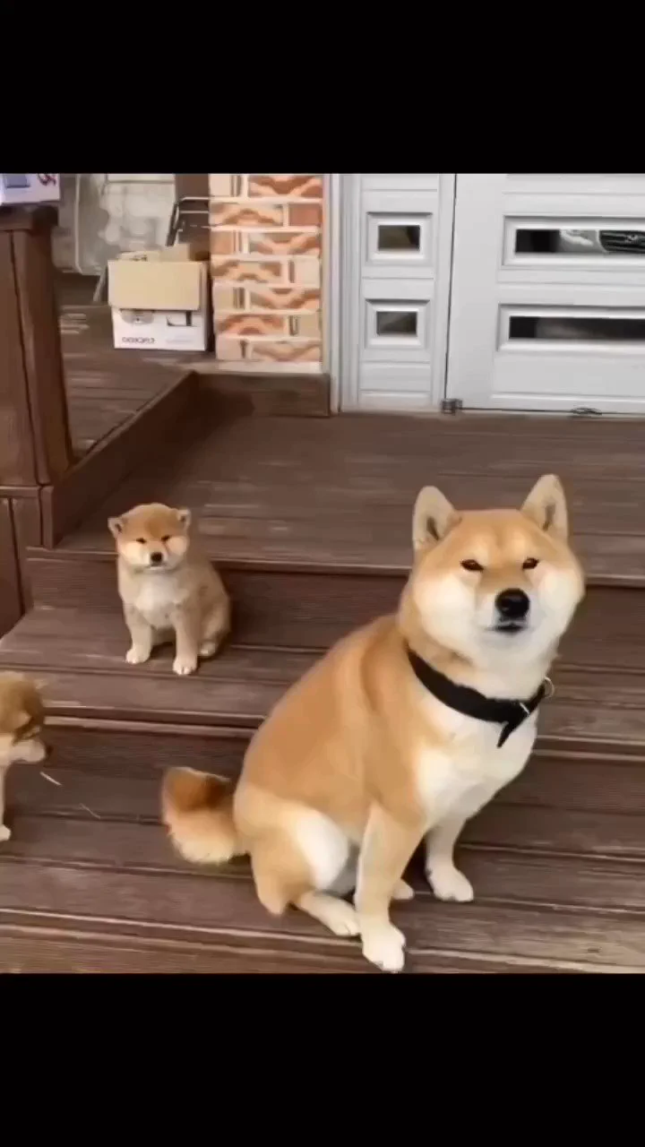 どうしてもしっぽが気になる柴犬がかわいい https://t.co/SMVom5bXAR