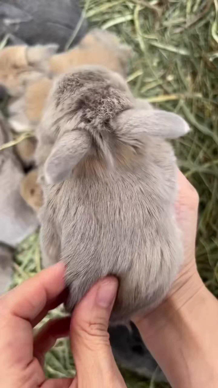 手のひらサイズのうさぎがかわいい https://t.co/Nfv9bjMDZg