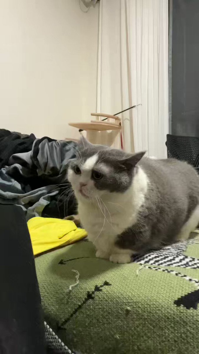 我和猫的吵架日常 https://t.co/nIkUjlPYSD