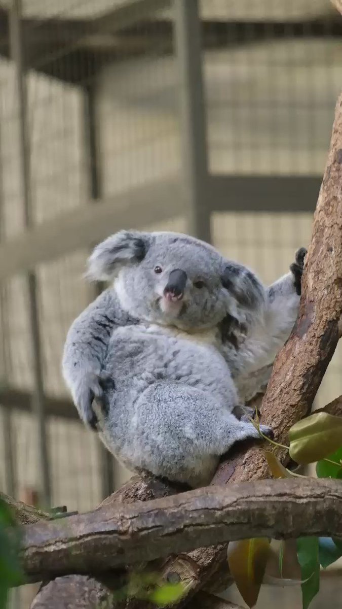 高画質なおしりをかくコアラ、ずっと見てたい…🐨 https://t.co/aXX2Kiwndc