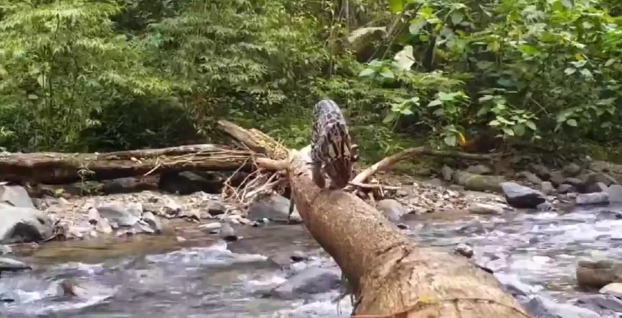 A fallen tree trunk in a river and a camera trap....the enormous biodiversity of Central America.https://t.co/AxHHBaXA3k