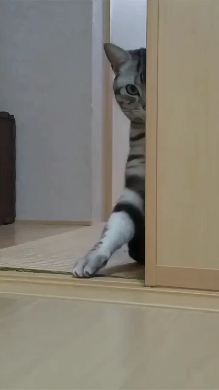 不気味な誘い方してる猫さん…
 https://t.co/9cKjiYy1GO