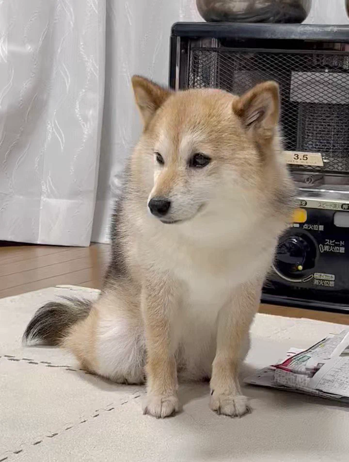 薬を割っていると出現するションボリーヌ。#柴犬#保護犬 https://t.co/I1jbQ0mTaP