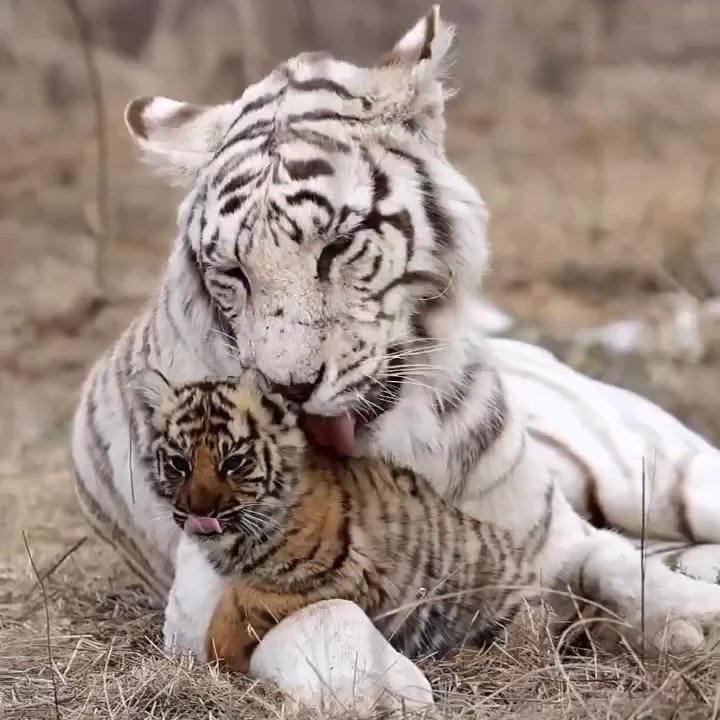 White tiger mum and babies https://t.co/A3oAXUTmnW