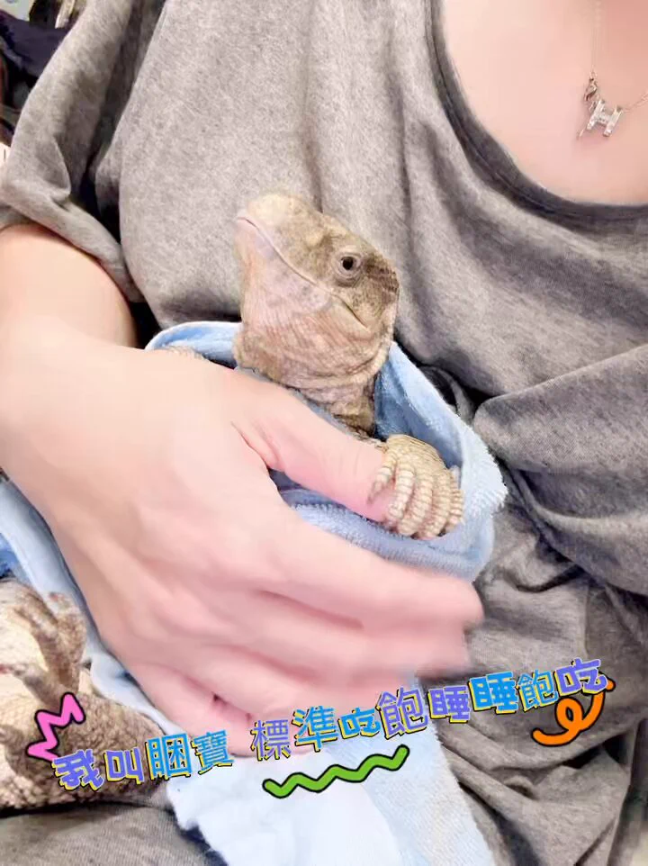 我的愛寵標準吃飽睡💤睡飽吃😌有看過那麼享受的嗎？ https://t.co/3Air73GgRP