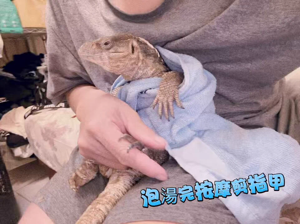 我的愛寵標準吃飽睡💤睡飽吃😌有看過那麼享受的嗎？ https://t.co/3Air73GgRP