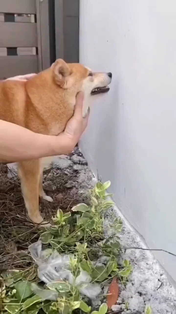 Making a wall with a viewhttps://t.co/sw4n5pBa2j