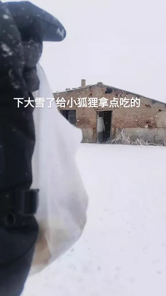 白狐 https://t.co/Yhsznjp3oX