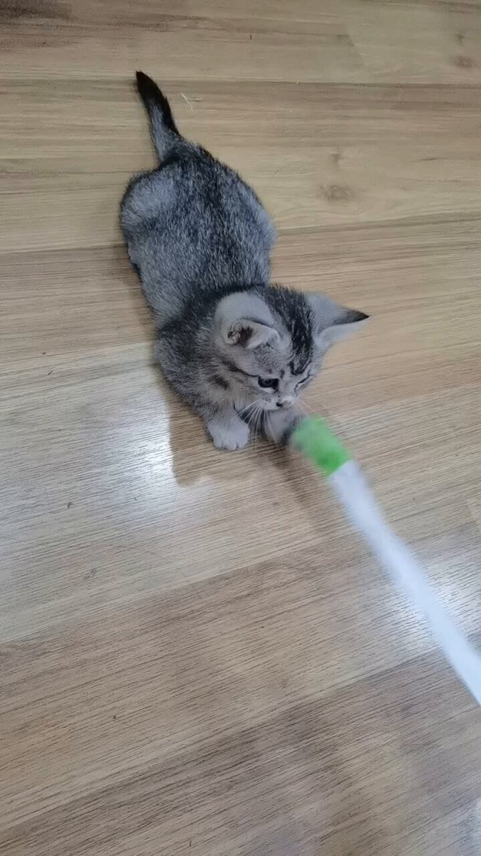 活泼的小猪一枚 https://t.co/rkwIwgTD19