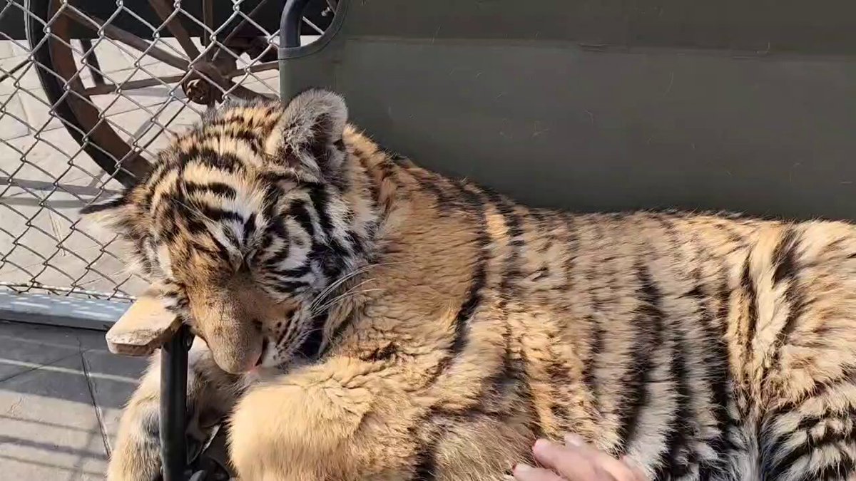 你今天的状态。🥱🥱🥱 https://t.co/sf1ah695oY