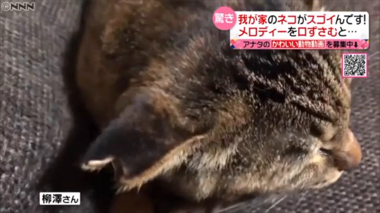 海外「日本には歌う猫がいる」 https://t.co/hsNxMUuKNj