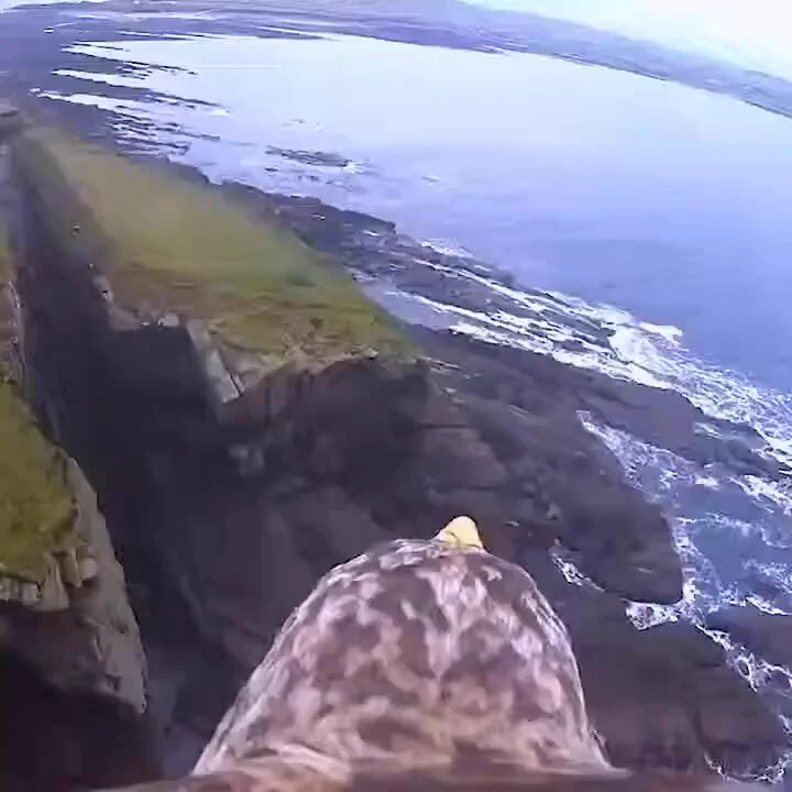 An eagle's view as it soars through the sky.
https://t.co/otJX7rbjdt