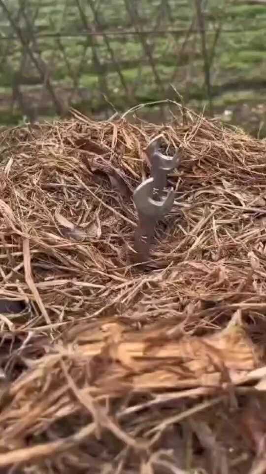 Rare video of a mother wrench feeding her young ones https://t.co/DSFvAyu3b3