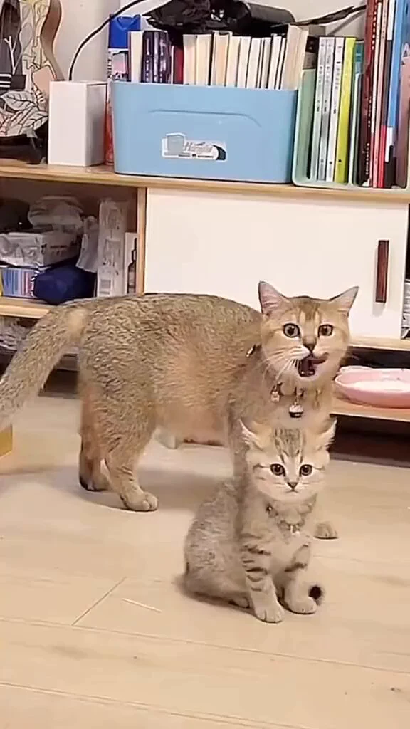 copycat https://t.co/tjz5HseKwM