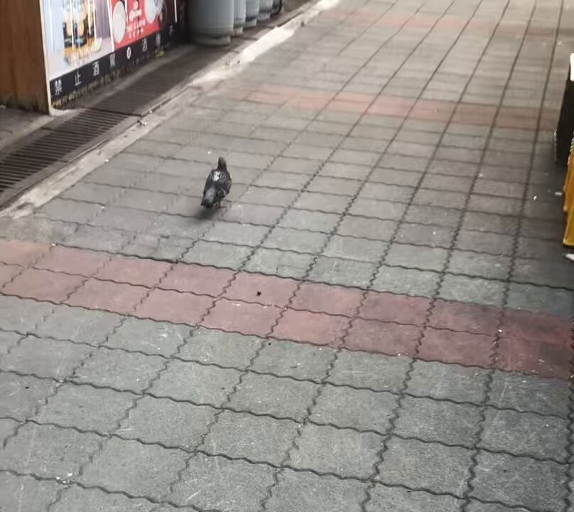 笨鴿鴿⋯

差點就被車撞ㄌ-.- https://t.co/QooWgyQ20p