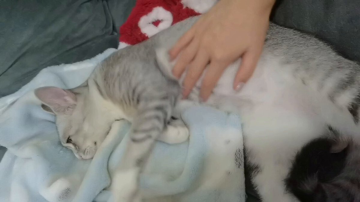 有人说喜欢我的小猫，马上发！！！ https://t.co/7mhPgFx8WE