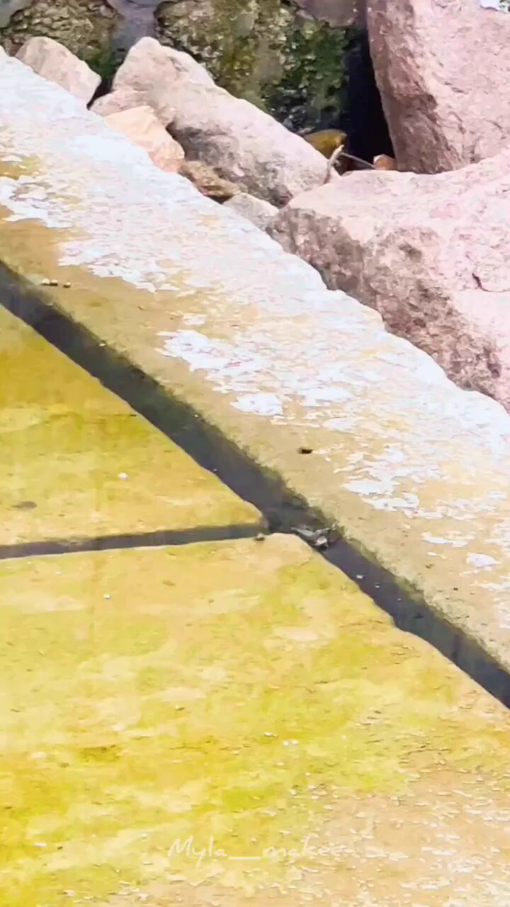 偶然❔🤔陸上で死にそうになった魚にヘビが素早く近づき、魚を食べずに助けた瞬間は観客に衝撃を与えました😱https://t.co/h6Tsikp5JP