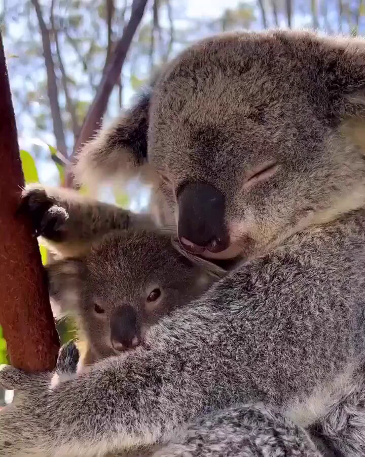 A mama koala snuggling with her babyhttps://t.co/Yran8gR7ZH