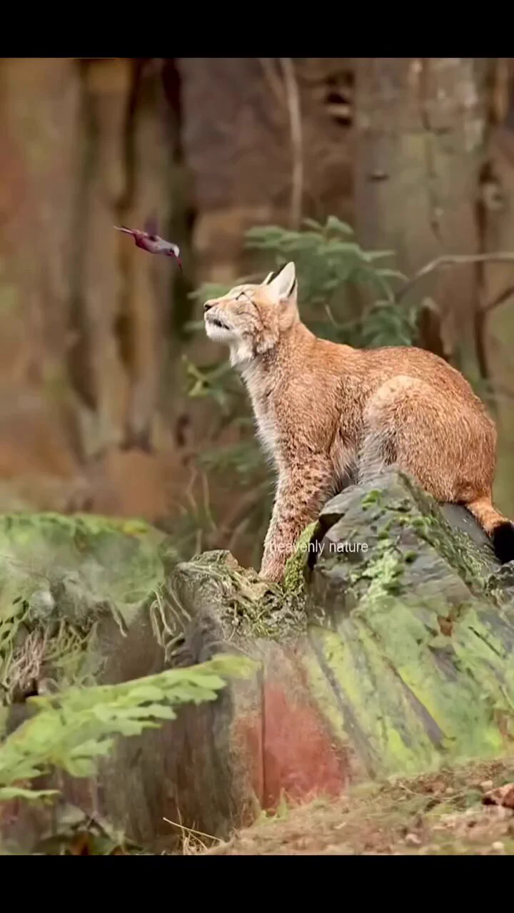 A lynx enchanted by a hummingbird
https://t.co/IxVOhtSqxG