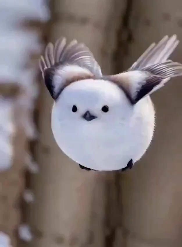 That is the cutest, most majestic bird I have ever seen. https://t.co/JabSvSobSC
