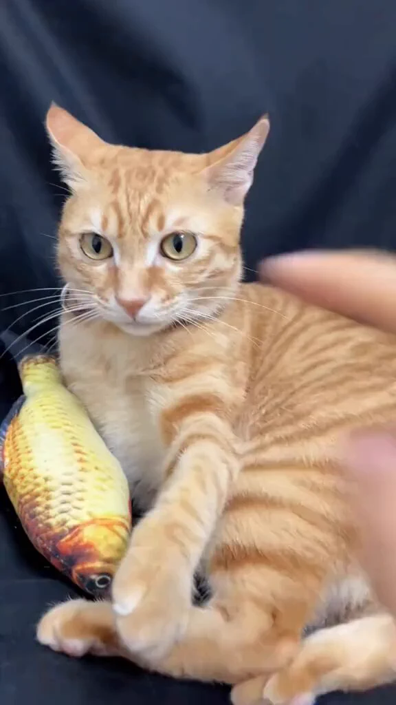 指が4本出てくると
脳がフリーズする猫

 https://t.co/ev1uTEBcPQ