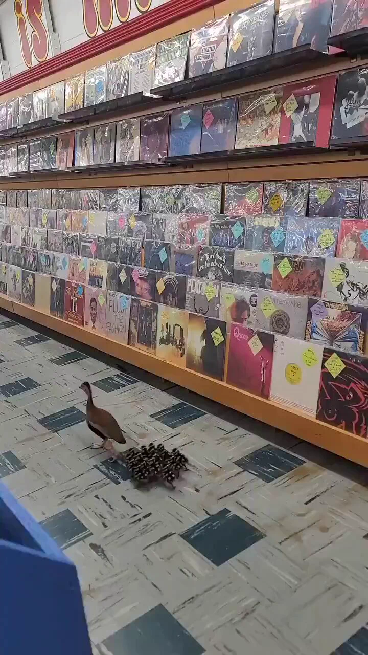 What record are these ducks looking for? 😂 https://t.co/8ws65ZJCtG