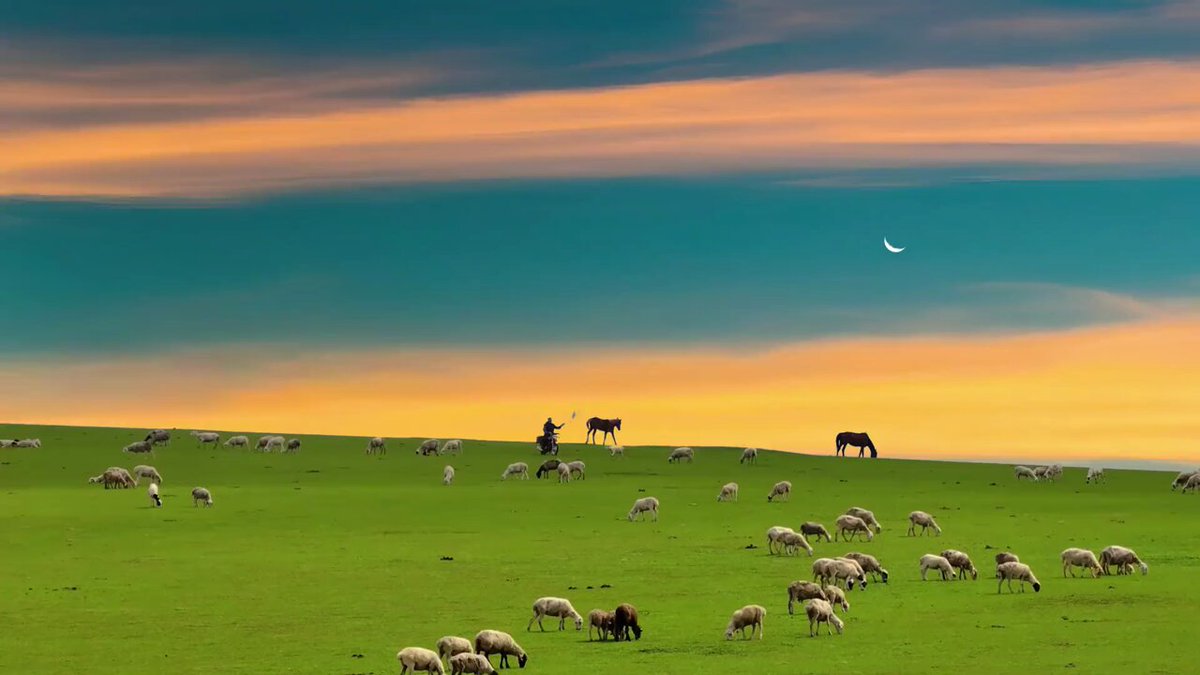 一望无际的呼伦贝尔草原❤️～ https://t.co/v2lpi6sXcO