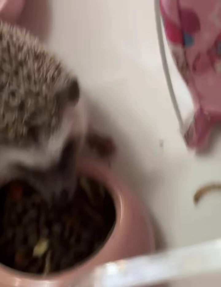 咱刺哥🦔比谈对象的时候哄男朋友还难对付啊呜呜呜呜呜呜呜呜呜可怜我花的圆子买了两大桶虫虫呜呜呜 来个人来我家把虫虫吃了吧心疼我的圆子💔 https://t.co/JvoGvu51JD