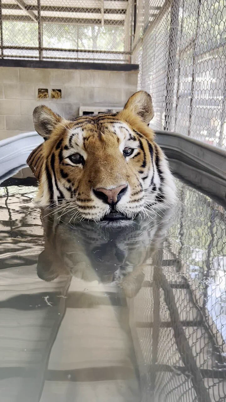 夏の日に水風呂に浸かって涼むトラ
https://t.co/3RjTwWmWY5