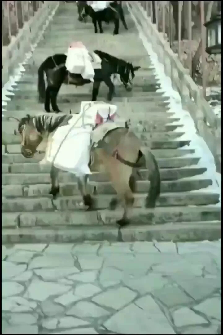 Strategy of donkeys climbing diagonally, a method called "cross-climbing," which reduces the effective incline

 https://t.co/fPxTw8DzsT