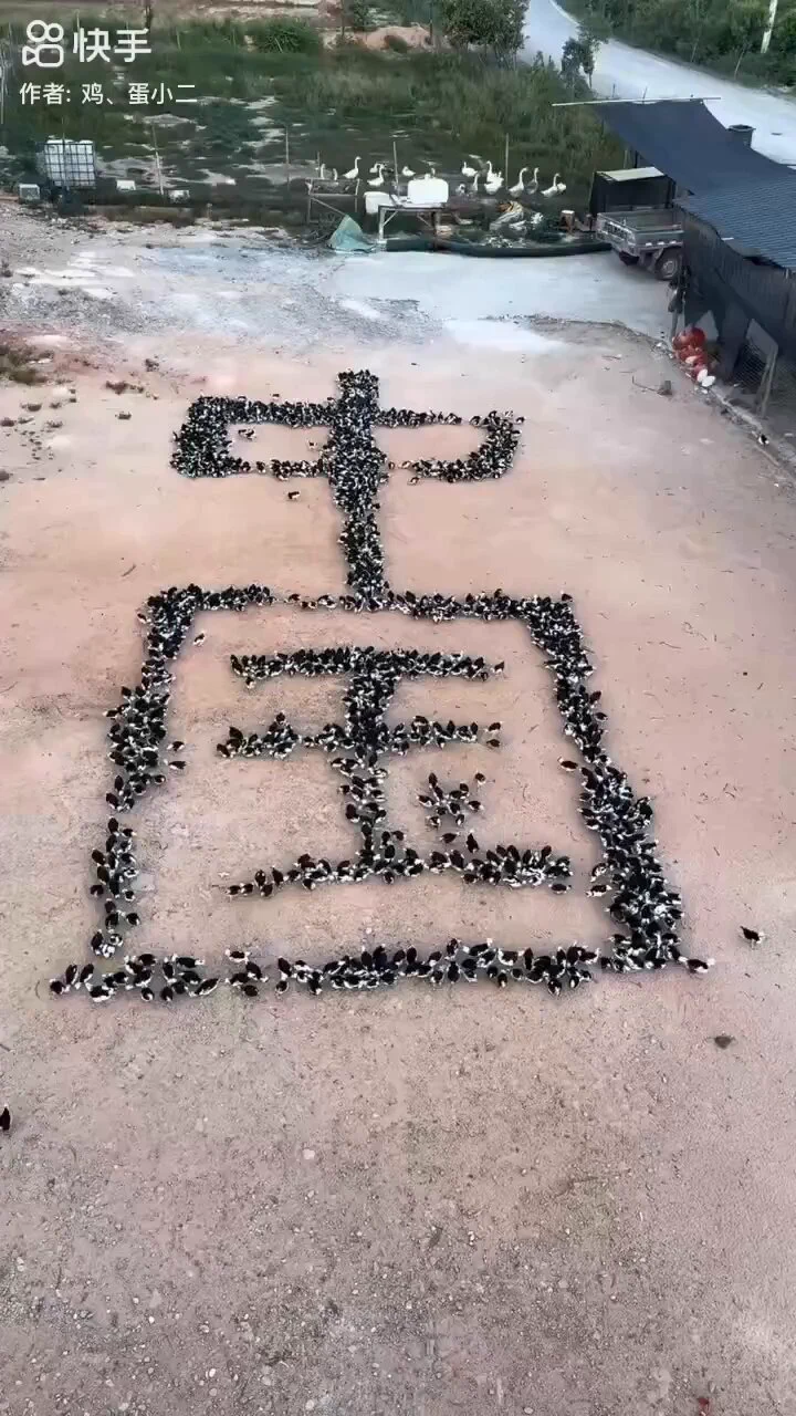 中国的一位男士，用食物引导家禽组成中国字样图形。👍👍👍 https://t.co/HLMP7cHfxT