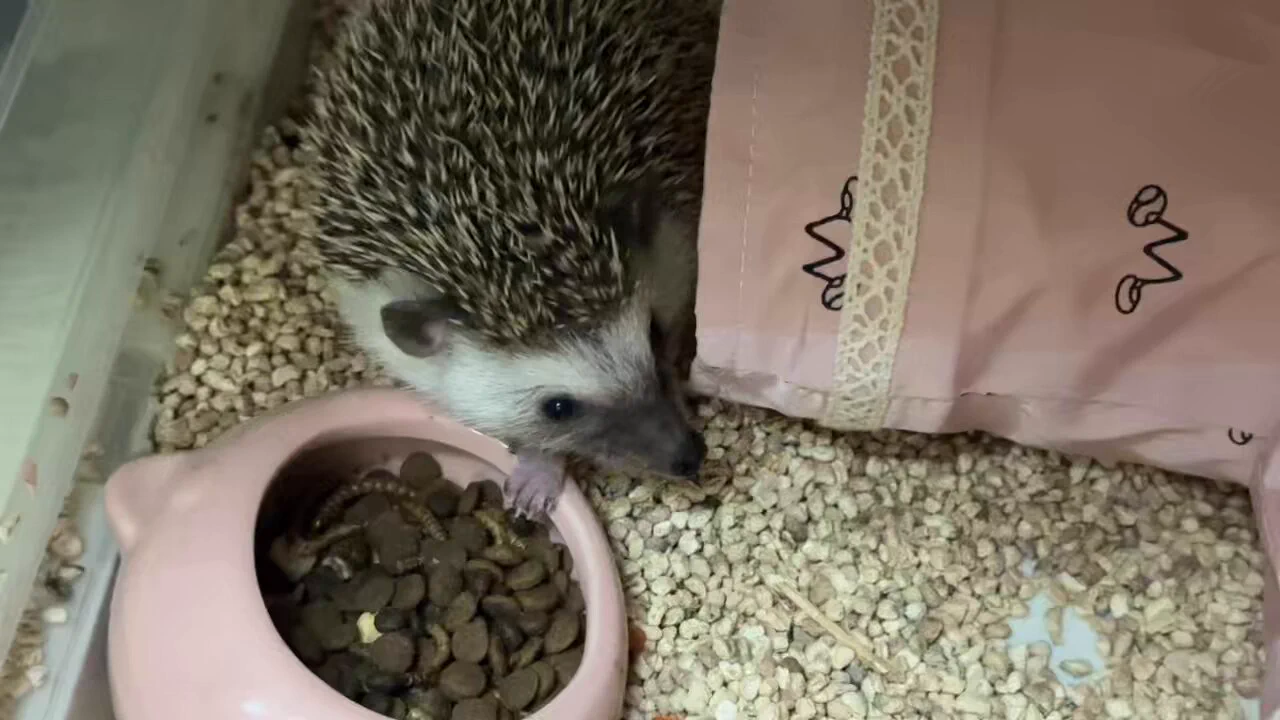 《独居空虚寂寞热的老软与她那人狠话不多一碰就炸刺的🦔哥的惊险刺激午夜剧场版》 https://t.co/rneMnlcJfa