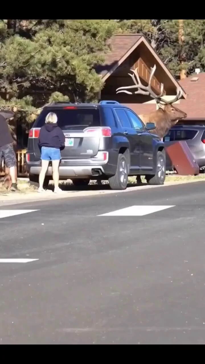Look at the size of this majestic beast
https://t.co/1s3bQ7Cirx