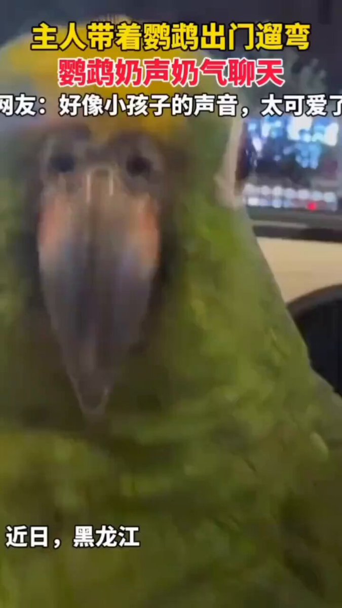 好可爱，它居然能意识到它是一只鹦鹉唉 https://t.co/X74pKDI0zj