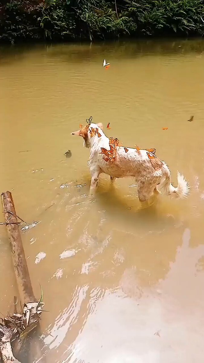 This dog is a butterfly magnet https://t.co/y6sa2DVS4a