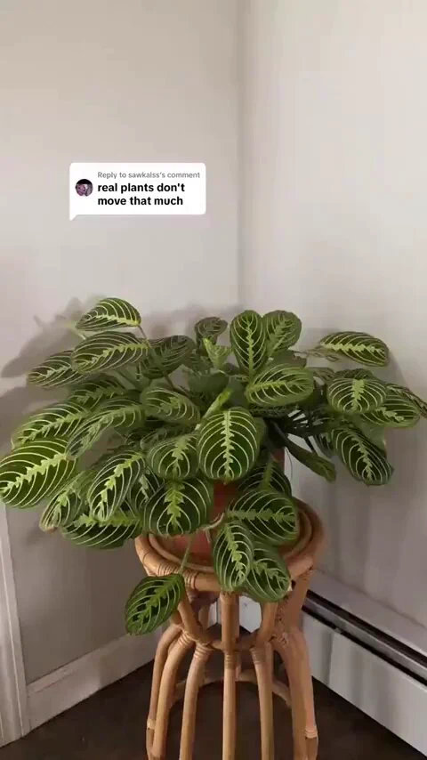 A 24 hour timelapse of the movemenst of a plant 📹 Rula https://t.co/WJQStrBMKT
