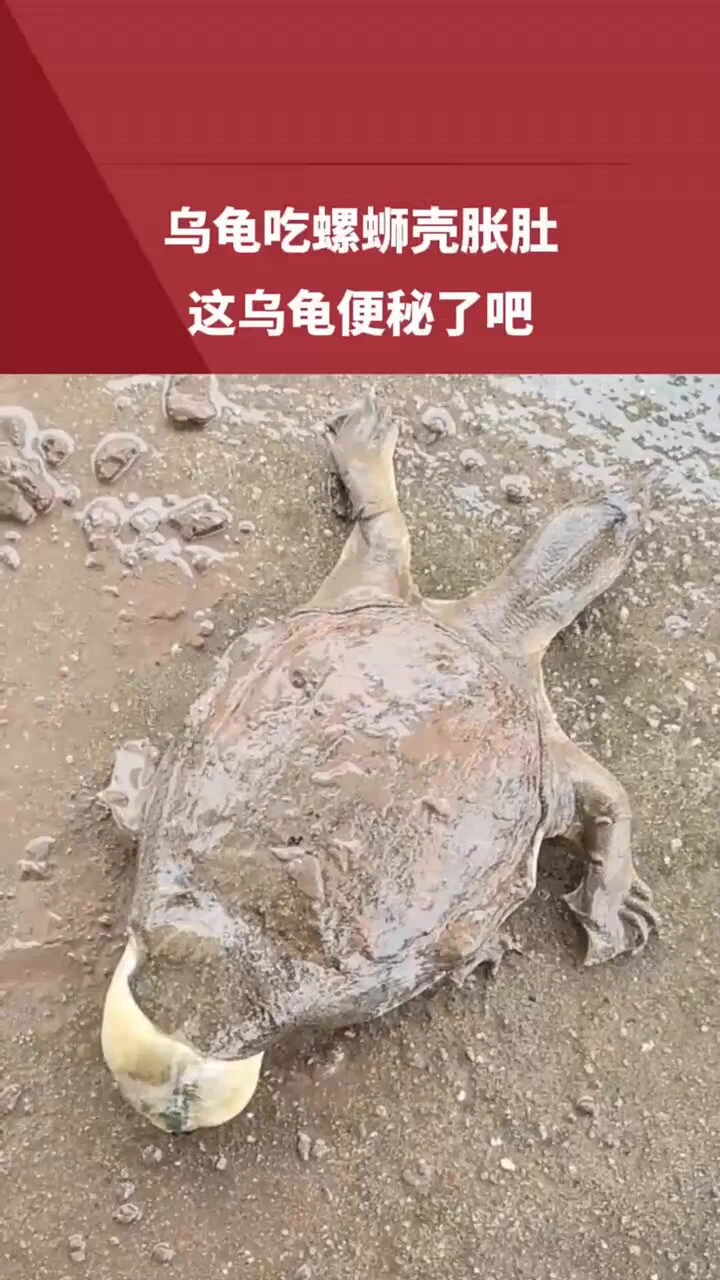 甲鱼吃螺蛳壳胀肚，这甲鱼便秘了吧 https://t.co/r3FAZ0OH9I
