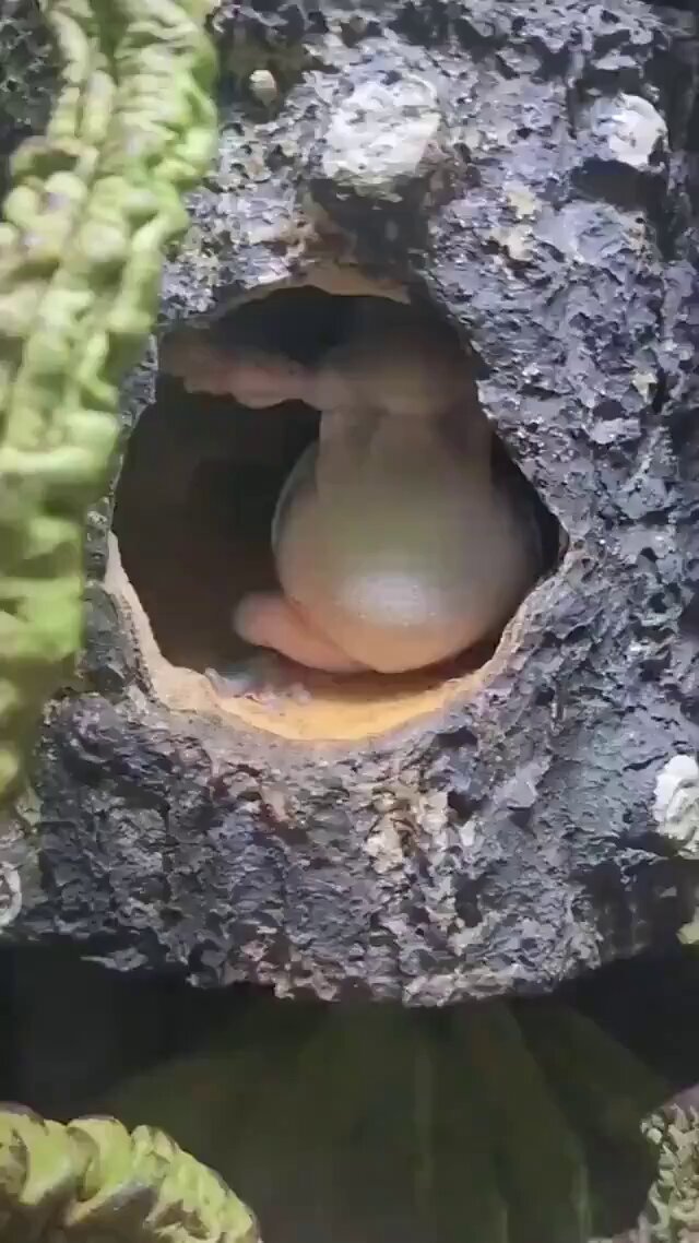 He looks like he’s gonna grant you a wish 🐸 https://t.co/jk7cJScyXD